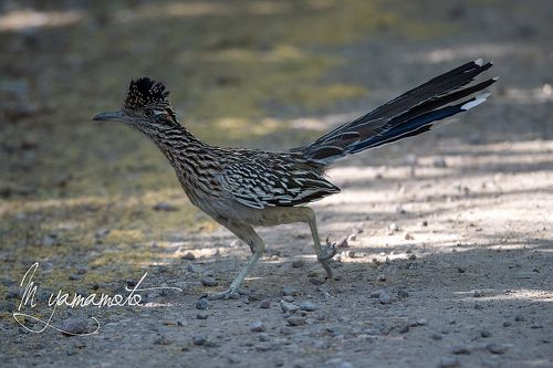 鳥がいく 2019Arizona探鳥記』アリゾナ州(アメリカ)の旅行記・ブログ by