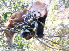 車で巡る歳末レッサーパンダとイルミネーション（前編）羽村市動物公園：レッサーパンダのソラちゃん・ラテくん久しぶり＆モルモットのお帰り