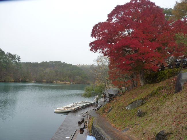 福島県に移動して磐梯朝日国立公園に一つに数えられる「毘沙門沼」を訪問する。ここの湖は磐梯山を背景に雄大な姿を見せてくれ、この地方では紅葉の紅葉もひと際早いと聞き期待して訪れた。期待通りここの紅葉はもみじがひと際映え沼とのコラボが美しかった。もう一つの名物となっているのがお腹に「ハートマーク」がついた鯉が見られると情報を貰い楽しみにしていた。この日は残念ながら雨模様で晴れた空での紅葉は観賞できなかったが、それでもここの紅葉が一番美しかった。<br />お楽しみの鯉探しに桟橋まで降りてじっと待っていると人馴れした鯉たちが群れを成して近づいてくるがなかなか見当たらない。探し当てた人に幸せが来るといわれているだけあって、真剣にウオッチング！！やっとのことで見つけ写真撮影に成功！<br />皆様にも裾分けです・・・・・