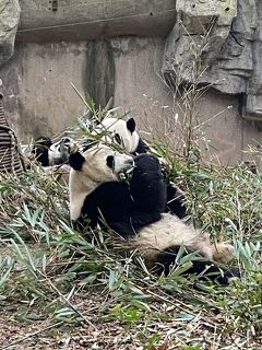 【成都4日間 2019-20年末年始】成都パンダ繁殖研究基地編