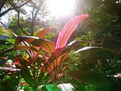 香港★&#33603;灣日記　朝のさんぽ　～城門谷公園・廟崗街休憩處～