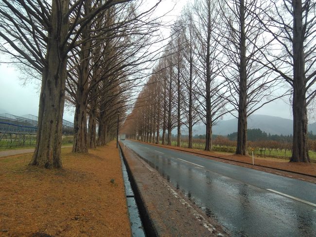この冬も買いましたよ!青春18切符!<br />お正月に香川県に行くこと以外何も決まっていなくて、どこに行こうかと嬉しい悩みの時、テレビでメタセコイヤ並木の紅葉の見事な風景を見て行って見たいと思い行き先を決めました。<br />自宅に比べたら北なのでもう紅葉は終わっていると思うけど、せっかくの青春18切符を使っていく事にしました。使ったお金<br />●使ったお金●<br />バス代 440円<br />食事代 1140円<br />お土産代 1760円<br />青春18切符 2410円(△3530円)<br />合計:5750円