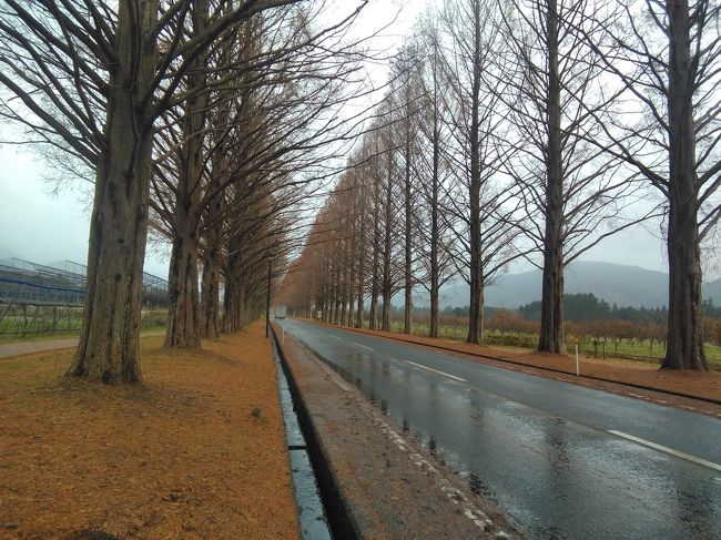 この冬も買いましたよ！青春１８切符！<br />お正月に香川県に行くこと以外何も決まっていなくて、どこに行こうかと嬉しい悩みの時、テレビでメタセコイヤ並木の紅葉の見事な風景を見て行って見たいと思い行き先を決めました。<br />自宅に比べたら北なのでもう紅葉は終わっていると思うけど、せっかくの青春１８切符を使っていく事にしました。使ったお金<br />●使ったお金●<br />バス代  440円<br />食事代  1140円<br />お土産代  1760円<br />青春１８切符  2410円(△3530円)<br />合計:5750円