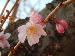 雨上がり後の冬桜