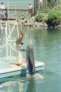 SeaWorld, San Diego, 1978.
