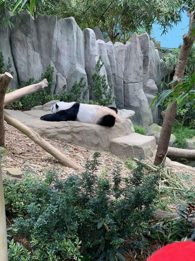 2019年末~2020年始家族旅行でシンガポールへ行く事になりました。<br />シンガポールは昨年末に来てから一年ぶりです。<br />昨年は羽田からでしたので、名古屋からシンガポールへは約2年半弱ぶりです。<br />その時は、初めての家族旅行で初めてのシンガポールという事でほとんど分からないままの旅行でした。<br />それから2回旅行し、今回で4回目のシンガポールです(^ ^)<br /><br />4日目はいよいよシンガポールで行動する最終日です。<br />※5日目の1:20のフライトのため。<br /><br />朝は、ホテルのラウンジで朝食を取りました。<br />その後、ホテルのプールに最後の泳ぎに行きました。<br />4日間で4回プールに入りましたが、子供たちはまだまだ入り足らないようでした。<br /><br />プールの後は最後のラウンジを楽しみました。<br />前回は別のホテルに泊まりましたが、やはりリッツ・カールトンのホテルステイは最高でした。(あまりホテルにはいませんでしたが笑)<br /><br />ラウンジを堪能した後はチェックアウトしてリバーサファリに向かいました。<br />タクシーでホテルから30分程で到着しました。<br /><br />シンガポールのタクシーは安心して乗れるのが良いですね。<br /><br />リバーサファリではパンダを見てきました。<br />最初行った時にかなり混んでいたアマゾンリバークエスト(ちょっとした川下り)は今回全く待っている人がいませんでした。<br />もう人気がなくなってしまったのでしょうか。。。<br /><br />リバーサファリからホテルに戻り荷物をピックアップして空港に向かってもらいました。<br /><br />空港でチェックインした後、ジュエルに向かいました。<br />第3ターミナルから徒歩10分程度でした。<br /><br />中はいろいろなお店がありましたが子供達が疲れていたため、あまり回らずウォーターフォールも近くに行くにはジュエル内でいくら以上買い物した人だけです、みたいな感じになっていたためすぐに引き返しました。<br /><br />空港はアナと雪の女王の飾り付けがされていました。<br />昨年はハリーポッターでした。<br /><br />出国ゲートを超えた後はシルバークリスラウンジへ向かいました。<br />ラウンジに入ったのは18時前くらいでしたがすでに結構混んでいました。<br />その後続々と人が増えてきて、空席がなくなるくらいでした。<br />※実際、ラウンジのスタッフが空席を探している光景が何度もありました。<br /><br />以前一度夏に利用した際にはそこまで混んでいなかったのですが、年始のシルバークリスラウンジは大混雑でした。<br /><br />ラウンジを堪能したり、空港内のお店を見たりしているうちに時間が過ぎていきました。<br />11時頃にはラウンジの人も徐々に減っていきました。<br />その後、ラウンジのシャワーを利用し、搭乗ゲートに向かいました。<br /><br />搭乗ゲート前の手荷物検査で私たちの荷物を流したところで検査機が止まり係員が何か話し合っています。何か私たちの荷物に入っていたのか、と焦りましたがただ機械の調子が悪くなっただけとのこと。<br />心臓に悪いです。<br /><br />搭乗ゲートではすでに優先搭乗が始まっていたので待つ事なくそのまま機内へ向かいました。<br /><br />横一列が取れなかったため、中央2席とその右側の窓際の席、その後ろの席という配置になりました。<br />私が一人後ろの席に座りました。<br /><br />名古屋発の時は、ウェルカムドリンクはノンアルコールと言われたのですがこちらではアルコールありでした。<br />