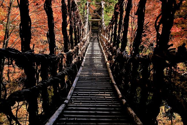 毎年「今年はどこの紅葉を見に行こうか」と数ヶ月前からそわそわ。<br />2019年は4トラでフォローさせてもらっている旅行三昧さんの旅行記を拝見して俄然行ってみたくなった小豆島の寒霞渓をメインに、2泊3日の旅を計画しました。<br /><br />小豆島へは高松か岡山からフェリーを利用するため、どうせなら近隣の絶景も見たいと思い、1日目は徳島・香川(祖谷と父母ヶ浜)、2日目に小豆島に渡って島内めぐり、最終日は岡山(倉敷)を観光するルートに。<br /><br />まずは最初に訪れた徳島の秘境、奥祖谷の紅葉と二重かずら橋の絶景。<br />年も明け、季節外れの投稿ですが、よろしければお付き合いください。<br /><br />【行程】<br />1日目 羽田 → 高松<br /> 奥祖谷、父母ヶ浜観光 <高松泊><br /><br />2日目 高松 → 小豆島<br /> エンジェルロード、寒霞渓、二十四の瞳映画村<br /> 小豆島オリーブ公園 <小豆島泊><br /><br />3日目 小豆島 → 岡山 <br /> 倉敷観光 → 岡山 → 羽田