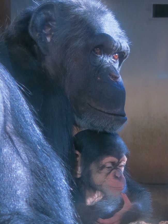やっぱり動物はいいよな 動物たちに癒される多摩動物公園 日野 昭島 東京 の旅行記 ブログ By 琉球熱さん フォートラベル やっぱり動物はいいよな 動物たちに癒される多摩動物公園 日野 昭島 東京 の旅行記 ブログ By 琉球熱さん フォートラベル