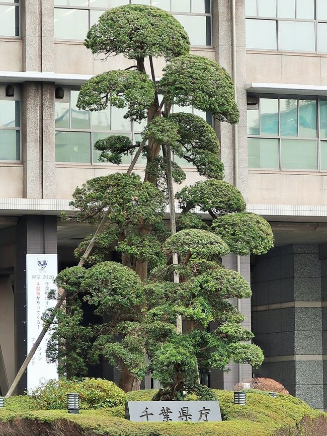 千葉県庁（ちばけんちょう）は地方公共団体である千葉県の行政機関である。所在地は千葉県千葉市中央区市場町1番1号。 <br />最寄り駅は千葉都市モノレール1号線の県庁前駅。若しくはJR本千葉駅。 <br /><br />1873年  6月15日、木更津県と印旛県を統合して千葉県を設置。第1回県議事会を開催。<br />1875年 - 新治県を廃止し香取郡、海上郡、匝瑳郡を千葉県に編入。ほぼ現在の千葉県の区域となる。<br />1911年 - 新県庁舎の開庁式を挙行。<br />1962年9月8日 - 市場町に新県庁舎が完成。<br />1996年2月23日 - 県庁旧庁舎の南側に新庁舎竣工。供用を開始。<br />（フリー百科事典『ウィキペディア（Wikipedia）』より引用）<br /><br />千葉県庁　については・・<br />https://www.pref.chiba.lg.jp/<br />https://www.pref.chiba.lg.jp/cate/kt/goannnai/access/