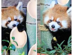 新春2020静岡レッサーパンダ遠征（４）浜松市動物園（前編）レッサーパンダ特集：去年生まれのアラタちゃんミライくん＆キララママとチイタパパ