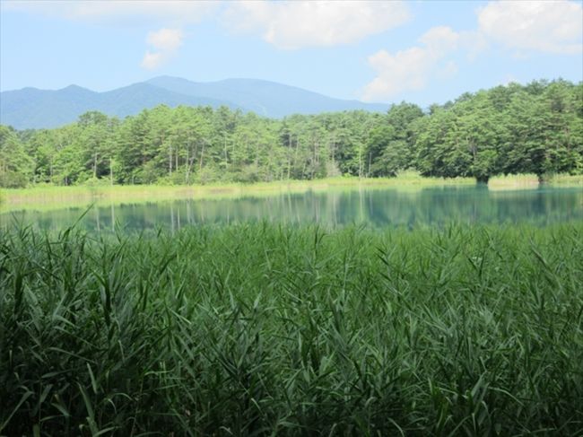 五色沼湖沼群は裏磐梯を代表する観光地で、その名の通り大小様々な湖沼が点在する風光明媚な場所です。湖沼の性質も様々で、酸性が強くブルーがかった沼から鯉が泳ぐ沼、手こぎボートを楽しめる大きな沼まであります。来るまで行くと、459号線に面した一番大きな毘沙門沼か、裏磐梯高原駅のある柳沼くらいしか見ることができませんが、この二つの沼の間には五色沼自然探索路が整備されています。案内板によれば全長は3.6 kmあるようですが、平坦な道ですので、体力のない方でも大丈夫だと思います。探索路は各沼を結ぶように作られているので、歩かないと全部を見ることはできません。毘沙門沼と柳沼の間には459号線上を路線バスが走っているので、自家用車で行く場合にはどちらかに駐車して、帰りはバスで帰ってくることも可能です。ただしバスの本数はそれほど多くはないので、予め時間を調べてから行った方が良いと思います。