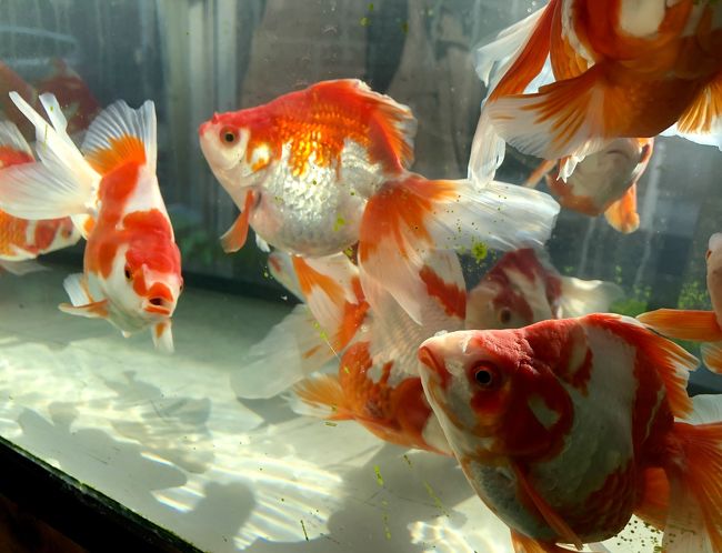 横浜南部にある上大岡。<br />最近は再開発され、美味しいお店も増えてきたと言うことで、<br />所用ついでにふらりと散歩してきました。