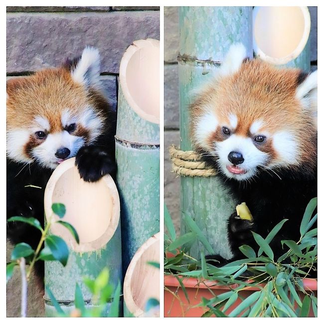 浜松市動物園（略して「浜松ズー」）の去年2019年生まれの赤ちゃんたちに会いに行くのを、なんで翌年の元旦まで後伸ばしてしまったんでしょう！<br /><br />浜松ズーでは、レッサーパンダのおやつは不定期ですが、毎日あるようですし、飼育員さんによる季節のディスプレイや工夫が楽しいし、去年2019年生まれのアラタちゃんもミライくんも、インスタグラムの投稿で見守っていましたが、どんどん可愛くなるし、もっとずっと早く会いに行きたいと思っていました。<br />特にアラタちゃんは、アドベンチャーワールドの麦くんにどんどん似てきたので、早く会いたくてたまりませんでした。<br /><br />───でも、じっと機会を狙い（？）、元旦まで訪問を待った甲斐はありました！<br />だって、どうせならレッサーパンダの子供たちが見やすく写真が撮りやすい屋外展示場にデビューしてから会いたかったし、元旦の方が来園者が少なくてゆっくり会えるだろうという計算もありました。<br />それに、人間の赤ちゃんもそうですが、赤ちゃんは少し大きくなった方が、ますます可愛いです！<br />ちっちゃくて、動きがおぼつかない頃も、赤ちゃんの時しか見られず、赤ちゃんの醍醐味ですが、見た目はママよりも大きくなった頃でも、幼児体型で、ふわふわで赤ちゃんらしいし、運動神経が発達したやんちゃ盛りも、たまらないです！<br />今回はそんなアラタちゃんとミライくんがますます可愛くなっていて、やんちゃ盛りで楽しくて面白い姿をたくさん見ることができました！<br />そして他の日は知らないですが、来園者は確実に少なかったろうと思います。なにしろ元旦てずから。初詣も挨拶まわりもそっちのけ！<br />少ないといっても、親子が屋外展示になった午後は、大半の時間はレッサーパンダを撮りたいファンが最前列をずらっと占めていましたが（苦笑）、私もその中に混ざれたし、他の一般来園者の見学の邪魔になるほどではなかったと思います。<br /><br />キララ・ママがアドベンチャーワールド出身で、いま一番可愛いといって良いくらいのアドベンチャーワールドの麦くんはキララちゃんの弟なので、アラタちゃんミライくんにとって叔父さんに当たります。<br />ただ、インスタグラムの写真などで見ていたアラタちゃんは、びっくりするほど麦くんに似ていると思ったのに、実物のアラタちゃんの印象は、それほど麦くんに似ていると思わなかったのは、私にとって意外でした。<br />実物と写真の印象がアラタちゃんほど違っていた子は、これまでいなかったと思います。<br /><br />アラタちゃんは女の子だけあってか、雰囲気がほんわかしていました。食べ盛りの食いしん坊さんで、ごはんを食べる時間が１番長かったと思うし、門松に仕込まれたリンゴをゲットするのを１番がんばっていました。やんちゃな動きの大半は、ごはんという実用的な目的があったからこそ、という感じがしました。<br />一方、ミライくんは男の子だけあってか、ママによくちょっかい出していたし、アラタちゃんにけんかをしかけるのもミライくんの方が多かったし、ほとんど葉もない灌木に登ってただ楽しんだりなど、言うなれば実用的な目的のない動きが多かったと思います。れから、目力───というか、次に何して遊ぼうかということばかり考えているような目つき（笑）が、麦くんの印象に近いように思えました。<br />これって人間の一般的な男と女の違いに、レッサーパンダを当てはめすぎているでしょうか（笑）。<br /><br />しかし、もともととてもよく似たアラタちゃんミライくん、動いている最中は、どっちがどっちかほとんど見分けがつきませんでした！<br />なので、私自身はアラタちゃんもミライくんもどちらも同じくらいカメラに収めたつもりですが、撮ってきた写真をチェックしてみたら、アラタちゃんの方が圧倒的に多かったです（苦笑）。<br />でも、考えてみたら、双子がハイテンションな時は撮影は無理だったので、はじめからあきらめて、見るのに徹したため、動きが多かったミライくんの方がシャッターチャンスが少なかっただけかもしれません。<br /><br />今回、浜松ズーは限定入園でいつもの冬季より開園時間が１時間遅くなり、閉園時間も30分繰り上がりました。<br />そのため、レッサーパンダ展示場では、展示交代や夕食時に飼育員さんが手ずからレッサーパンダたちにリンゴをあげるシーンはなく、レッサーパンダたちが立ち上がってリンゴをもらうところは見られませんでした。<br />でも、元旦なので、屋外展示場には、飼育員さんがその場で竹を重ねて門松を作って飾り、そこにリンゴを隠してくれました。<br />リンゴがあることはキララちゃんが最初に気づきました。<br />アラタちゃんはママの動きを見て、リンゴがあることに気付いたようです。<br />ミライくんも気づいたようですが、門松の中のリンゴを一番がんばって取っていたのはアラタちゃんでした。<br />その姿はめっちゃくちゃ可愛かったです！<br /><br />一方、午後からチイタくんが移動した室内展示場では、星形にカットされたリンゴが窓ガラスに貼り付けられていたのですが、なんとチイタくんはそのリンゴに全然見向きしませんでした。<br />せかせかよく動いていたので元気だと思うのですが、大好きなリンゴに食欲がわかなかった様子は気になりました。<br /><br />ちなみに、表紙写真は、できればアラタちゃんとミライくんのツーショット写真、それも門松のところにいる写真にしたかったのですが、かろうじて撮れたその写真は、どちらもヨコ向いていたので、今回はやむなく、アラタちゃん・ミライちゃんの写真をコラージュしたものを表紙写真としました。<br />でも、コラージュ写真もいいもんですね！　こんな理想のツーショットはなかなか撮れません。<br /><br />＜2020年元旦２日の静岡レッサーパンダ動物園遠征の旅行記のシリーズ構成＞<br />□（１）限定入園の浜松市動物園にフラワーパークからアクセス＆八百徳うなぎグルメや今年もくれたけインホテル泊<br />□（２）レッサーパンダ年賀状やドラゴンボールコラボの日本平動物園いろいろ＆庄やで安くて贅沢グルメと静岡みやげ<br />□（３）浜松フラワーパークの早春の花と茜色の夕暮れ空を背景に始まったフラワーイルミネーション<br />■（４）浜松市動物園（前編）レッサーパンダ特集：去年生まれのアラタちゃんミライくん＆キララママとチイタパパ<br />□（５）浜松市動物園（後編）ゴリラのショウくんの朝ごはん～ホッキョクグマは午後当番のバフィンさんのみ<br />□（６）日本平動物園（前編）レッサーパンダ特集：大きくなった令花ちゃん&amp;総勢６頭中４頭リンゴを食べる姿は抜群<br />□（７）日本平動物園（後編）べろべろキスのオオアリクイやカピバラみかん温泉やあくびプレーリードッグ他<br /><br />浜松市動物園の公式サイト<br />http://www.hamazoo.net/index.php<br /><br />＜タイムメモ（浜松市動物園・詳細版）＞<br />【2020年１月１日（水）】<br />05:00頃　家を出る<br />06:44　JR品川駅に到着<br />07:10　品川駅発の東海道新幹線ひかり461号に乗車（指定席）<br />08:30　浜松駅到着<br />（キャリーバッグを駅のロッカーに預ける）<br />09:04　浜松駅発の30番バスに乗車<br />（北口バスターミナル１番のりば舘山寺温泉行）<br />09:42　フラワーパークに到着（570円）（他社ICカード不可）<br />10:00　フラワーパークに入園（500円）<br />10:15　共通門から動物園に入園（限定入園で無料）<br />10:15-10:25　オランウータン・チンパンジー・ゴリラ<br />（ゴリラのショウくんの朝食も見学）<br />10:30-10:55　レッサーパンダ★<br />（すでにみんな朝ご飯を食べてキララ以外お休み中）<br />10:55-11:00　カピバラ・カナダヤマアラシ・アフリカタテガミヤマアラシ<br />11:00-11:05　レッサーパンダ★<br />（アラタ寝返り／起きていたのはキララのみ）<br />11:05-11:10　ミーアキャット<br />11:10-11:25　ゾウ・ライオン・アムールトラ<br />11:30-11:35　クロヒョウ<br />（セナちゃんかシムくん／写真は撮れず）<br />11:35-11:40　ゾウの部屋<br />11:40-11:50　レッサーパンダ★<br />（起きていたのはキララのみ）<br />11:50-11:55　アメリカバイソン<br />11:55-12:05　キリン（ミニサバンナ）<br />12:05-12:20　キリン売店でランチ休憩<br />（ミニサバンナを見学しながら）<br />12:20-15:00　レッサーパンダ★<br />（全員目覚めていた）<br />（12:40頃　飼育員さんが２つめの門松を作り始める）<br />（13:00頃　屋内と屋外展示の交代／門松リンゴ）<br />15:05-15:15　キリン売店でおしるこ休憩<br />15:15-15:20　ポットベリー・イノシシ<br />15:20-15:25　ツキノワグマ・ヒグマ<br />15:25-15:30　ペンギン・ビーバー<br />15:30-15:35　ホッキョクグマ<br />（午後はバフィン／モモちゃんに会えず）<br />15:40-15:50　レッサーパンダ★<br />（直前に飼育員さんがリンゴを門松に仕込んだらしい）<br />（限定入園なのでいつもの夕食タイムはなし）<br />15:55　共通門から動物園を出る（共通門閉鎖16:00）<br />16:05-17:05　フラワーパークのレストランでシフォンケーキ休憩<br />17:05-18:00　フラワーイルミネーション<br />18:10　フラワーパーク前の停留所から浜松駅行のバスに乗車<br />18:45頃　浜松駅に到着（定刻18:51）<br />18:55-19:30　うなぎ八百徳駅南店で夕食<br />19:57　浜松駅発の新幹線こだま678号東京行に乗車（自由席）<br />20:17　静岡駅に到着<br />20:30頃　ホテルくれたけインプレミアムにチェックイン<br />（ロビーの無料コーヒーサービス23:00まで）<br />21:00頃　大浴場（大混雑）<br />（大浴場の夜営業は23:00まで）<br /><br />【2020年１月２日（木）】<br />05:30　起床<br />06:00　朝食バイキング会場が開くのを待つ<br />06:15　朝食バイキング会場が早めに開場（通常06:30）<br />06:15-07:10　朝食<br />07:50　ホテルをチェックアウト<br />08:07　静岡駅発JR熱海行に乗車（Suica可）<br />08:10　東静岡駅に到着<br />（駅前にタクシーが待っていなかったのたで配車連絡）<br />（その後、配車したタクシーが来るまで２台見送る）<br />08:30　タクシーで動物園の正門前に到着<br />（1,090円／送迎費130円は加算されず）<br />08:40　入場券販売開始<br />08:55　入場券購入<br />09:00　開園と同時に動物園エリアに入場<br />09:00-16:30　日本平動物園（閉園16:30）<br />16:35すぎ　動物園入口バス停留所に到着<br />16:53　動物園入口発のバスに乗車（ほぼ定刻）<br />（年始特別ダイヤ／東静岡駅で降車せず）<br />17:25頃　静岡駅前に到着（やや遅れ）<br />17:35　ホテルに預けた荷物を取りに行く<br />17:50-19:00　庄や北口店で夕食<br />19:05-19:20　静岡駅の改札外でみやげの買い物<br />19:39　静岡駅発の新幹線ひかり478号に乗車（指定席）<br />20:33　品川駅着<br />22:40頃　帰宅<br /><br />※これまでの動物旅行記の目次を作成中。<br />「動物／動物園と水族館の旅行記～レッサーパンダ大好き～　目次」<br />http://4travel.jp/travelogue/10744070<br /><br />＜これまでの浜松市動物園とアクセス・グルメの旅行記＞<br />３回目：2019年１月１日<br />「新春2019・静岡レッサーパンダ遠征（１）元旦の浜松アクセス・家康くんと直虎ちゃんに迎えられた４年ぶりの浜松市動物園・４年前と同じく浜松グルメはうなぎの八百徳駅南店にて＆元旦のお泊まりホテルは「くれたけインプレミアム静岡」」<br />https://4travel.jp/travelogue/11442372<br />「新春2019・静岡レッサーパンダ遠征（２）浜松市動物園（午前編）ジェフロイクモザルからツキノワグマの楽しい航くんと強い華子ちゃんやまったりヒグマたちまで～レッサーパンダのキララちゃんの立ち姿が見られた午前のリンゴタイムと可愛すぎるチイタくん」<br />https://4travel.jp/travelogue/11442827<br />「新春2019・静岡レッサーパンダ遠征（３）浜松市動物園（午後編）まったりホッキョクグマのモモちゃんとバフィンママから展示交代で屋外に出たレッサーパンダのチイタくんと屋内でのキララちゃんの夕食まで」<br />https://4travel.jp/travelogue/11442843<br /><br />２回目：2015年１月１日<br />「元旦レッサーパンダ詣は埼玉から浜松へ（１）東海道新幹線で富士山を眺めながらアクセス編＆五社神社でストレスフリーな初詣＆浜松市動物園いろいろ＆グルメ編＆おみやげ編：浜松はやっぱりウナギ！」<br />http://4travel.jp/travelogue/10966898<br />「元旦レッサーパンダ詣は埼玉から浜松へ（２）浜松市動物園（前編）雪まみれのレッサーパンダ～１番目当てのレッサーパンダたち＆小型系や癒しの動物たち」<br />http://4travel.jp/travelogue/10968253<br />「元旦レッサーパンダ詣は埼玉から浜松へ（３）浜松市動物園（後編）30分待ったら豪快に遊び始めたホッキョクグマのキロルくん＆大型系の動物たち」<br />http://4travel.jp/travelogue/10968254<br /><br />１回目：2014年11月23日<br />「三島と浜松のレッサーパンダ詣は紅葉・菊まつりと盛りだくさん！（１）アクセス・グルメ・おみやげ編：三島の楽寿園だけのつもりが思い立ったが吉日で浜松もはしご@」<br />https://4travel.jp/travelogue/10955849<br />「三島と浜松のレッサーパンダ詣は紅葉・菊まつりと盛りだくさん！（４）浜松市動物園：レッサーパンダの可愛いキタロウくん・チャちゃんの老ペアと風太くんの息子のチイタくん・むちむちテルちゃん＆日本ではここでしか見られないゴールデンライオンタマリンにも会えた@」<br />http://4travel.jp/travelogue/10955877