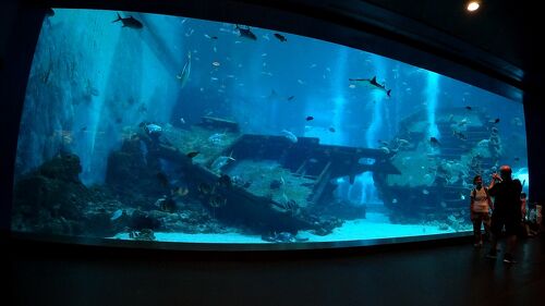 動物ずくめのシンガポールひとり旅 9 シーアクアリウム サメの海