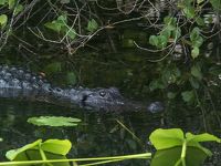 カリフォルニアとフロリダ往復。アメリカ横断ドライブ旅行6日目　エバーグレーズ国立公園でキャンプ