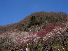 日帰りで湯河原の梅林へ　（帰りはスーパービュー踊り子号・グリーン車で）