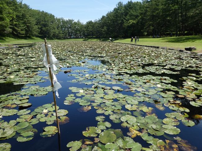 宮崎旅行2日目です。いい天気。5月にしては暑いです。<br />今日はこの季節に咲く花しょうぶを見にシーガイア方面の「市民の森」です。<br />そして2つのスタンプラリー。そして食事は宮崎の豚肉と牛肉です。<br />花も緑もきれい。食べ物も美味しい。5月。いい季節です。<br />2日日は「宮崎で遊ぼうクーポン」で宮崎科学技術館とプラネタリウム。<br />五百円で宮崎牛のすき焼き会席コース、です。