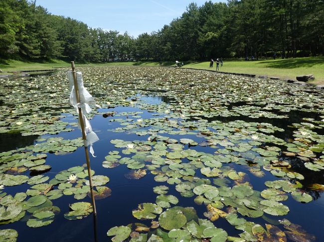 宮崎旅行２日目です。いい天気。５月にしては暑いです。<br />今日はこの季節に咲く花しょうぶを見にシーガイア方面の「市民の森」です。<br />そして２つのスタンプラリー。そして食事は宮崎の豚肉と牛肉です。<br />花も緑もきれい。食べ物も美味しい。５月。いい季節です。<br />２日日は「宮崎で遊ぼうクーポン」で宮崎科学技術館とプラネタリウム。<br />五百円で宮崎牛のすき焼き会席コース、です。<br />