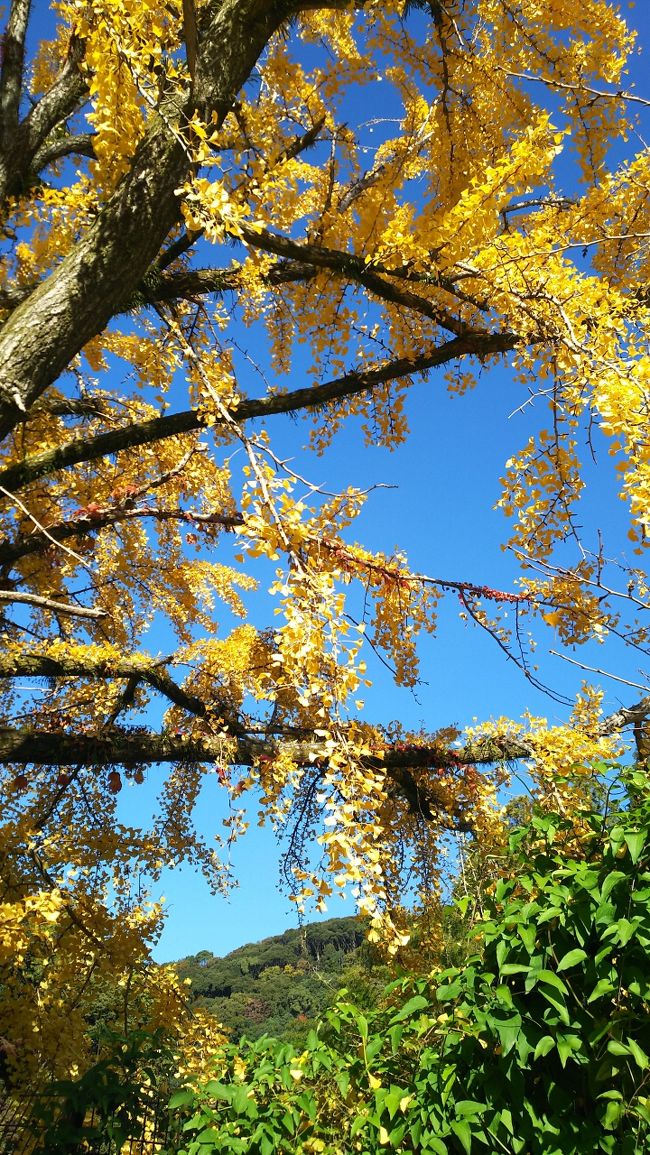 大阪のホテルから京阪線で石清水八幡宮へ、ランチは宇治で。東福寺の紅葉を楽しみ、ディナーを食べてラストは東寺のライトアップで大阪のホテルへ戻ります。この日も良く歩きました。