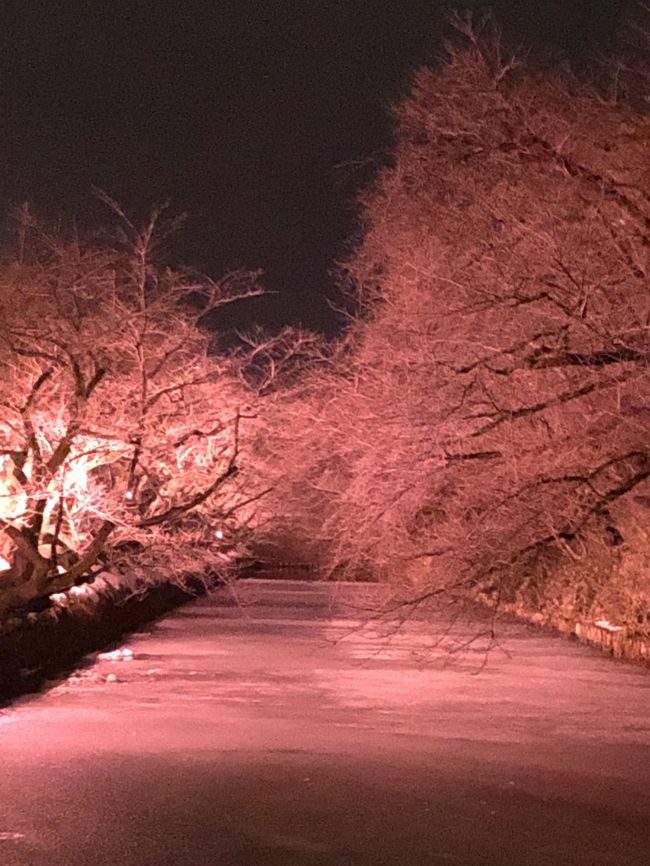 3か月前(2019年10月)に訪問した秋の青森。<br />→https://4travel.jp/travelogue/11560074<br /><br />子連れだったこともあり消化不良となった弘前は春(GW頃)の桜が有名なわけですが、冬にも「冬に咲くさくら」というイベントがあるのです(^_^)<br />春ほど混まないだろうし、こりゃいいぞというわけで、3か月前東京に帰る新幹線の中で飛行機を検索。<br />するとあるじゃありませんか!マイレージの空席が☆<br /><br />青森空港のほうが近いけど、羽田からはJALしか飛んでないし、UAで新千歳経由するのもやったばかり。<br />ということで初である大館能代空港に飛びました。<br /><br />雪が少なくてどうなることかと思いましたが、幸い弘前は20cm。<br />札幌あたりよりも積もっていましたが・・・<br /><br />【行程】<br />①羽田8:55→大館能代10:05<br /> 大館能代空港10:20発バス→鷹ノ巣 からJR→大館乗り換え→弘前12:17<br /><br />②弘前7:53→鷹ノ巣乗り換え→大館能代空港9:45<br /> 大館能代10:45→羽田12:00<br /><br />【費用】総費用:11,000円<br />飛行機:ANA12,000マイルで無料<br />ホテル:3,790円(スマイルホテル弘前。Agodaより予約)<br />食費:4,313円<br />観光:0円<br />現地交通費:2,920円 ※ICはすべて不可