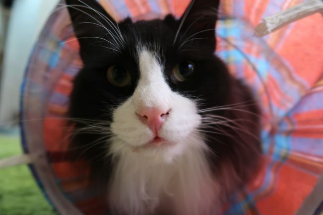 新しくカメラを買ったので、その性能も含めて猫カフェに来てみました。<br />撫でさせてはくれますが、塩対応ですね、猫は(^^;