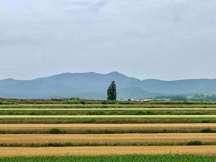 夏の富良野、美瑛の旅③