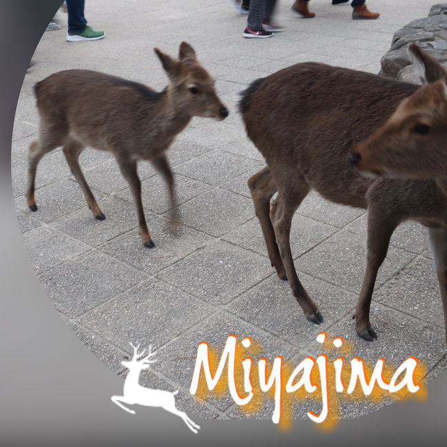 2日目は宮島へ。<br />友人は前回の宮島旅行の際<br />強風によりロープウェイが止まり<br />弥山山頂は諦めたとの事。<br /><br />今回は是非に…と思っていましたが<br />雨の予報だったのは回避できましたが<br />曇っていて、折角の景色は期待薄。。<br />ロープウェイの料金も安くは無い為<br />今回は諦める事と早々に決定しました。<br /><br />部屋からの景色も楽しみにしての予約<br />でしたが、大鳥居は70年に一度の<br />修復工事中でした。