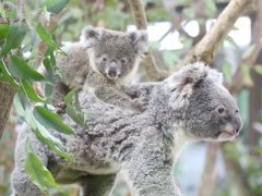 新春2020年・埼玉こども動物自然公園（午前編）コアラのトリプル赤ちゃんに会いたい～エサやりヤギやなかよしコーナーからオーストラリアの鳥まで