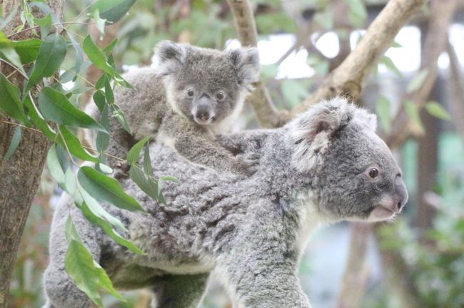 新春2020年、我が地元の埼玉こども動物自然公園（略して「埼玉ズー」）再訪の幕開けです！<br />今年もできるだけ月一以上の頻度で訪れたいと思います。<br />なにしろ、今年もとびっきりの楽しみがありますから。<br />その１つが、コアラのトリプル赤ちゃんの成長を見守ることです！<br /><br />まさかコアラのドリーちゃんにも赤ちゃんが生まれていたなんて思いませんでした！<br />トリプル赤ちゃんは、それぞれ去年2019年の４月５月６月に誕生していて、お母さんのおなかの袋から顔を初めて出した第２の誕生日は、それぞれ10月11月12月です。<br />なので１ヶ月違いの幼なじみとなります。<br />今回はドリーちゃんの赤ちゃんには会えませんでしたが、最初に生まれたクインちゃんの赤ちゃんと次に生まれ他ハニーちゃんの赤ちゃんは、もうお母さんのおなかの袋に入れないくらい成長したので、会える確率がぐんと高くなりました！<br /><br />車でアクセスできる地元の動物園ということで今回もややスロースタートになってしまい、到着した時、レッサーパンダたちは全員昼寝をしていて、活動は11時45分からのトークの前からとなったので、午後編<br />として後編の旅行記にまとめました。<br />レッサーパンダとコアラを除くと、今回の再訪は、他には特に赤ちゃんや新顔はいませんでした。<br />だけど、表敬訪問しておきたい子たちや、会うとけっこう夢中になる子たちが目白押し！<br />コツメカワウソは３頭展示でしたが、起きているといつも面白いし、ヤキやヒツジに赤ちゃんはまだ生まれて居なかったけれど、見ていてなんだか楽しかったし、今回はぴょんぴょん村のウサギたちにけっこうハマりました。<br />おなじみのところでおなじみの動物たちと会うのを重ねると、レア動物でなくても思い入れが募ってくるものだとつくづく思いました。<br /><br />なかよしコーナーでは、那須どうぶつ王国から出張してきているアルパカのモカちゃんは、タイミングが合わず、会えませんでした。<br />那須どうぶつ王国にはアルパカは何頭もいるはずですが、出張してくるのは毎年モカちゃんです。<br />慣れた子の方が移動や出張先で過ごしやすいからかもしれません。<br /><br />豚コレラ防衛のため、なかよしコーナーのミニフタやクビワペッカリーたちが非展示になっていたのは知っていましたが、壁に覆われた向こうにいたことに今回初めて気付きました。<br />これまで近くを通る時、先を急いでいることが多かったので、壁に気付いていなかったようです。<br />ミニブタたちは、ふだん昼間は自由になかよしコーナーを歩き回っているのに、もう何ヶ月も１日中、狭い寝室に閉じ込めらているからか、放し飼いエリアではいつもおとなしいのに、壁の向こうでブーブー文句を言ってさわいでいるのが聞こえました。ストレスがたまっているでしょう。<br />早く豚コレラが終息することを祈らずにはいられません。<br /><br />それからオーストラリアの森林火災についてはほんとに胸が痛みます。<br />森林火災に対して野生動物の救済や復帰のために活動しているZAA（オーストラレーシア動物園水族館協会）への募金の受付は、埼玉ズーでは私の１月の再訪の翌日から開始されました。<br />埼玉ズーのコアラ舎には、オーストラリアのコアラのためのボランティア活動の募金箱が常設されているので、今回はそこに、いつもより奮発しました。<br />それも森林火災に対する活動に役立ててもらえるだろうと思い。<br />同じことを思った人は何人もいたようで、募金箱の中はいつもよりもたくさん寄付金が入っていました。<br />それでもほんとに微力な支援ですが、今回の森林火災の被害動物に対する救済・復帰活動は今後、長期にわたって必要になるはずなので、何回か続けてまた支援したいと思います。<br /><br />＜2020年度最初の埼玉こども動物自然公園の旅行記のシリーズ構成＞<br />■（午前編）コアラのトリプル赤ちゃんに会いたい～エサやりヤギやなかよしコーナーからオーストラリアの鳥まで<br />□（午後編）レッサーパンダ特集＆カピバラ温泉からペンギンヒルズやマヌルネコ＆動物イルミネーション再び<br /><br />埼玉こども動物自然公園の公式サイト<br />http://www.parks.or.jp/sczoo/<br /><br />＜タイムメモ＞<br />09:45　家を出て車で向かう<br />10:20　第２駐車場に到着<br />10:25　正門から年パスで入園（開園09:30）<br />10:30　エサやりコーナーのヤギの見学★<br />10:30-10:40　コツメカワウソ★<br />10:40-10:45　ぴょんぴょん村★<br />10:45-10:55　なかよしコーナー★<br />10:55-11:00　乳牛★<br />11:00-11:05　カナダヤマアラシ★<br />11:05-11:10　レッサーパンダ（全員寝てた）<br />11:10　ミーアキャット★<br />11:10:11-30　持参のパンで朝食兼ランチ休憩<br />11:30-11:35　エコハウチュー★<br />11:35-12:40　レッサーパンダ<br />（11:45-12:00　レッサーパンダのおはなし）<br />12:40-12:45　プレーリードッグ<br />12:55　東園へ移動<br />13:00-14:10　コアラ★<br />（13:00　ユーカリ交換）<br />14:10-14:30　缶ジュース休憩<br />14:30-14:35　ロウバイ撮影★<br />14:35-14:40　コアラ（全員寝ていた）<br />14:40-14:45　オーストラリアの鳥★<br />14:50-15:10　カピバラ・ワラビー広場<br />（カピバラ温泉14:00～）<br />15:20-15:25　ワオギツネザル<br />15:30　放し飼いでないマーラ<br />15:40　ヤブイヌ<br />15:40-16:20　レッサーパンダ<br />（16:00　ミンミン展示終了）<br />（16:05　親子バックヤードに収容）<br />（16:10　みやびちゃん室内で夕食）<br />16:15-16:20　ペンギンヒルズ<br />16:20　シロフクロウ<br />16:25　マヌルネコ<br />16:30すぎ　正門から出る（閉園16:30）<br />17:00頃　休憩後、駐車場を出発する<br />17:35-21:00　蔵の湯温泉鶴ヶ島で夕食＆温泉<br />（19:00-19:40　あかすりエステ）<br />21:15頃　帰宅<br /><br />※これまでの動物旅行記の目次を作成済。随時更新中。<br />「動物／動物園と水族館の旅行記～レッサーパンダ大好き～　目次」<br />http://4travel.jp/travelogue/10744070<br /><br />※そのうち、これまでの埼玉こども動物自然公園の旅行記のURL集は、この旅行記の末尾にまとめました。