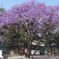 2020新春エチオピアその１～名残のジャカランダ咲くアディスアベバ