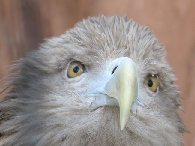 大阪☆父娘のブラブラ関西旅行　その3　天王寺動物園