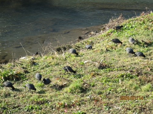 柏の大堀川 野鳥のオオバン振る舞い 年 柏 流山 千葉県 の旅行記 ブログ By 中国の風景さん フォートラベル 柏の大堀川 野鳥のオオバン振る舞い 年 柏 流山 千葉県 の旅行記 ブログ By 中国の風景さん フォートラベル