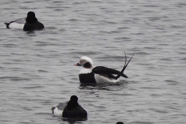 　銚子市の名洗港に、珍鳥コオリガモの雄が出ているとの情報を戴き、見に行ってきました。<br /><br />表紙写真の中央（頭部の白い鴨）が、珍鳥コオリガモ（氷鴨）の雄です。<br />