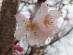 寒い雨の日の冬桜