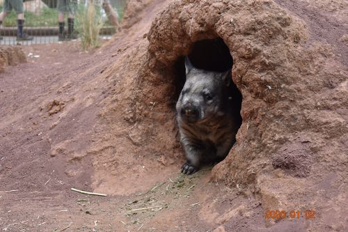 ☆親子3世代初めてのシドニー4泊6日旅行/コアラより超カワイイ ☆親子3世代初めてのシドニー4泊6日旅行/コアラより超カワイイ