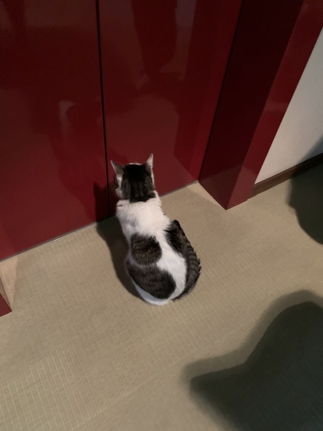 草津温泉に猫のいる旅館があると聞いてさっそく行ってきました!!<br />旅館の猫ちゃん達が可愛かった…<br />もちろん草津温泉もしっかり周りました!