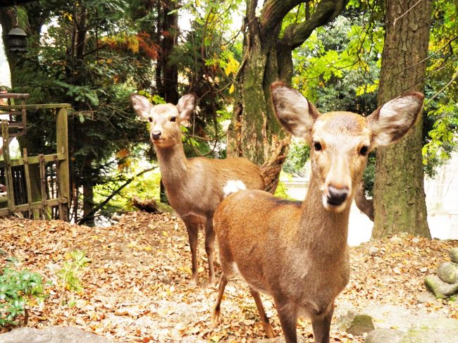 鹿に会いに紅葉真っ盛りの奈良へ。令和元年11月24日