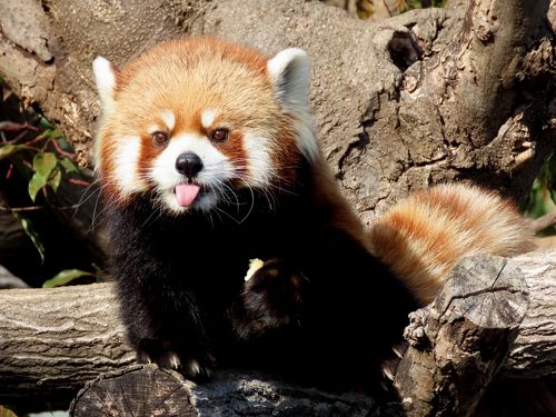 王子動物園 2010•2011ダイアリー 2010年2月21日の神戸王子動物園（3）ゴリラ（1／2