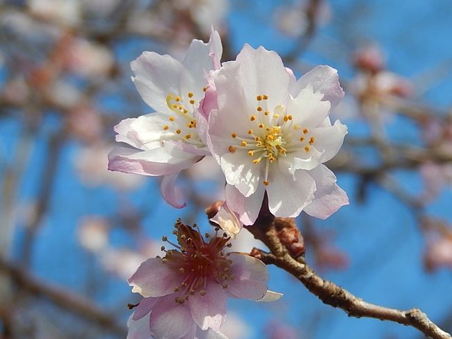 1月16日、午後0時頃にふじみ野市の西鶴ケ岡地区を散策して十月桜を見に行きました。　昨日の雨天と変わって晴天に恵まれたために青空に映える十月桜が見られました。　しかも、この時期としては最も花数が増えて美しかったです。<br /><br /><br /><br />＊美しかった十月桜