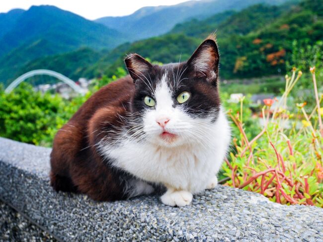 初めての訪台から二ヶ月、やり残した事やまた食べたいあれこれに支配され再び行ってしまった台湾<br />今回は一人旅なのでとにかくやりたい事を徹底的に詰め込みました<br />もうギッチギチです<br />あれも食べたいこれもやりたいここも行きたい、現地での突発的なイベントも含めどれだけこなせたでしょうか<br />欲望にまみれた四日間の記録です<br /><br /><br />【旅程（主な場所）】★がこの旅行記の部分<br />★12月13日　猴トン猫村、九分、饒河夜市<br />　12月14日　迪化街、富錦街<br />　12月15日　松山文化創園区～南京復興站周辺、淡水、ミッフィーパーク<br />　12月16日　華山1914文創園区<br /><br />【諸々データ】<br />宿泊：York Design Hotel（Booking.com予約）<br />　　　シングルルーム4泊／TWD2,494<br />航空会社：Tiger Air（公式サイト予約）<br />　　　往路12月13日5：00 羽田→7：55 桃園／tigerlight 10,410円<br />　　　復路12月17日0：10 桃園→4：00 羽田／tigersmart 11,857円<br />　　　　　　　　　　　　　 ＋空港使用料1,800円＝合計 24,067円<br />通信：KKday／4G SIMカード無制限インターネット＋通話料つき<br />　　　桃園空港受取5日間プラン　945円<br />撮影：iPhone8、LUMIX GF7<br />