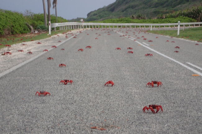 真っ赤なカニであふれるクリスマス島でサイクリングしてきた その他の観光地 オーストラリア の旅行記 ブログ By こぼちゃさん フォートラベル