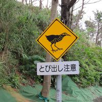 2014年6月沖縄旅行　ヤンバルクイナに会えたよ！　2日目