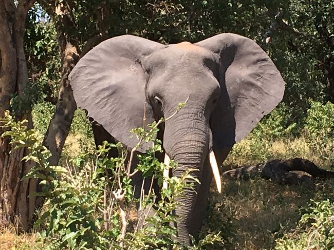 南部アフリカ3ヵ国周遊7日間の旅　～野生動物と滝と喜望峰～　その1