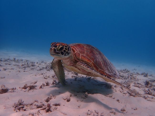 大好きな沖縄、特に離島が好きで慶良間諸島に行く事が多いです。<br />その中でも渡嘉敷島は沖縄本島からも行き易く、海が綺麗で自然に<br />ウミガメが泳ぐビーチもあるお気に入りの島です。<br /><br />台風一過、晴れ上がった空の下でシュノーケリング三昧です。