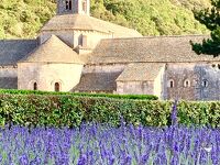 ♪ラヴェンダー探して♪ ゴルド《フランスの最も美しい村》セナンク修道院　♪♪《７》