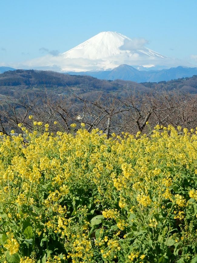 新聞で「吾妻山の菜の花が見ごろ」との記事をみ今年も早々と<br />行ってきました。<br />　★コース：二宮駅北口～役場口～吾妻山公園・展望台～釜野口～国道1号線～梅沢海岸～国道1号線～二宮駅南口<br /><br />　風もなく早春の吾妻山公園でした。<br />◆「菜の花ウォチング」は20201.11（土）～2.17（月）まで開かれています。