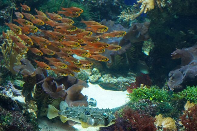 シンガポールの動物園&水族館を網羅すべく4泊7日のひとり旅をしてきました。<br /><br /> 0日目:羽田空港(https://4travel.jp/travelogue/11547983)<br /> 1日目:チャンギ空港→市街地(https://4travel.jp/travelogue/11573862)<br /> ≪River Safari≫<br /> アマゾンの浸水林(https://4travel.jp/travelogue/11576145)<br /> リスザルの森→Once Upon A River<br /> (https://4travel.jp/travelogue/11580253)<br /> パンダの森→長江(https://4travel.jp/travelogue/11581860)<br /> メコン川→ミシシッピ川(https://4travel.jp/travelogue/11582479)<br /> 夕食→ホテル(https://4travel.jp/travelogue/11583266)<br /> 2日目:街歩き→セントーサ島(https://4travel.jp/travelogue/11586379)<br /> ≪S.E.A Aquarium≫<br /> 難破船→南米(https://4travel.jp/travelogue/11587050)<br /> カリブ海→大水槽(https://4travel.jp/travelogue/11589782)<br />今ココ→ クラゲ→出口<br /> セントーサ島観光<br /> 3日目:≪Singapore Zoo≫<br /> 入園→キホオテナガザル<br /> ホワイトタイガー→Splash Safari<br /> オランウータン→Reptopia<br /> ≪Night Safari≫<br /> 4日目:市内観光<br /> 5日目:Jurong Bird Park→チャンギ空港<br /> 6日目:羽田空港