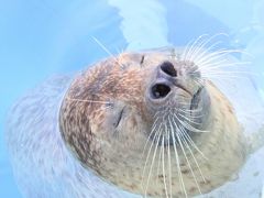 新春2020静岡レッサーパンダ遠征（７）日本平動物園（後編）べろべろキスのオオアリクイやカピバラみかん温泉やあくびプレーリードッグ他