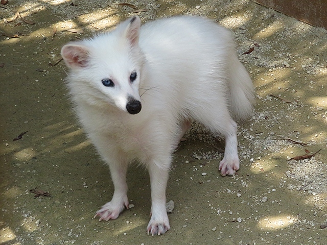 【大内山動物園】　2018/05/17