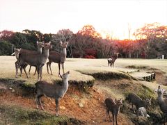 あてもなく夕暮れ時の奈良へ。　令和元年12月4日